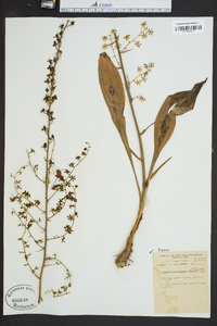 Veratrum parviflorum image