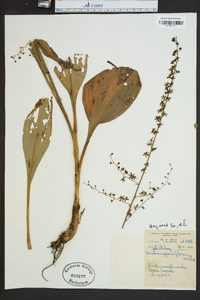 Veratrum parviflorum image