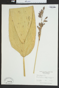 Thalia dealbata image