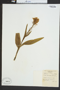 Platanthera ciliaris image