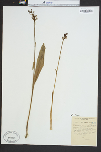 Platanthera clavellata image