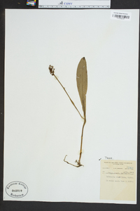 Platanthera clavellata image