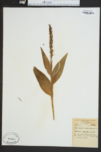 Platanthera psycodes image