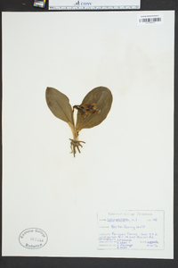 Galearis spectabilis image