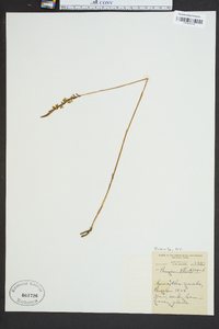 Spiranthes lacera var. gracilis image