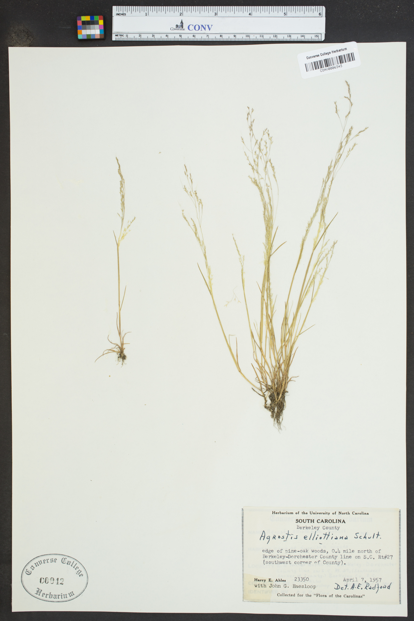 Agrostis elliotiana image