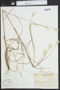 Andropogon ternarius image