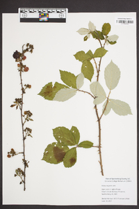 Rubus argutus image