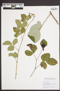 Rubus trivialis image