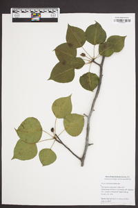 Pyrus calleryana image