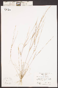 Aristida curtissii image