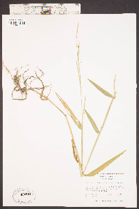 Urochloa platyphylla image
