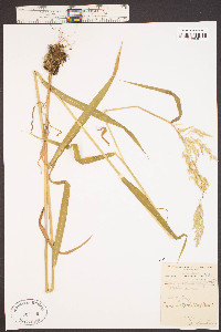 Cinna latifolia image