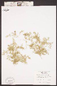 Eragrostis hypnoides image