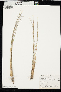 Isoëtes melanopoda image