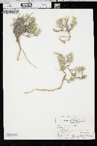 Phlox andicola image