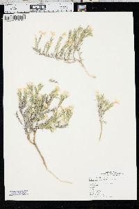 Phlox andicola image