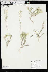 Phlox andicola image
