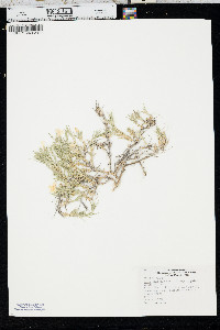 Phlox andicola image
