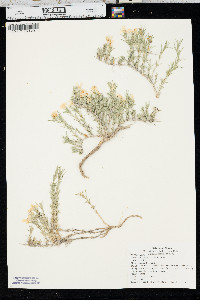 Phlox andicola image