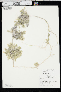 Phlox andicola image