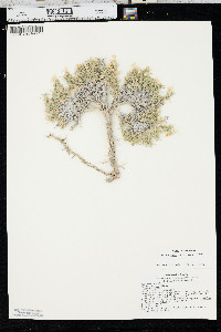 Phlox andicola image