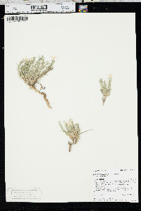 Phlox andicola image