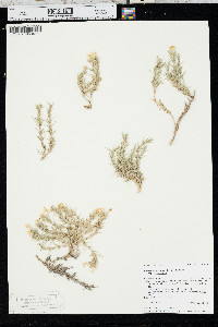 Phlox andicola subsp. andicola image