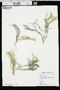 Phlox andicola image