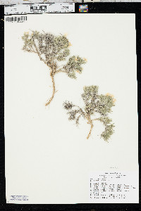 Phlox andicola image