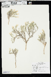 Phlox andicola image
