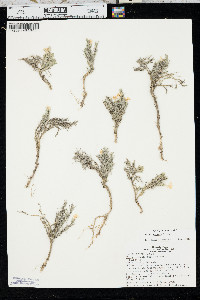 Phlox andicola image