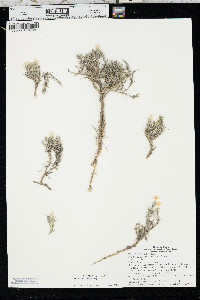 Phlox andicola image