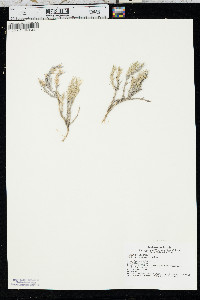 Phlox andicola image