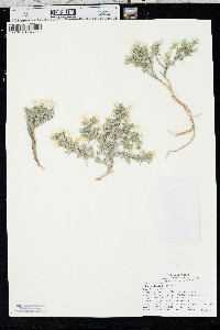 Phlox andicola image