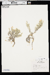 Phlox andicola image