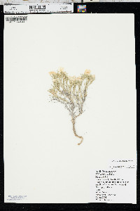 Phlox andicola image