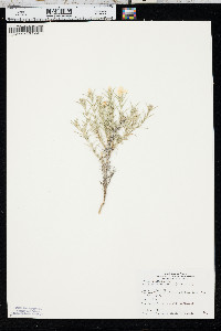 Phlox andicola image