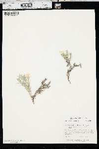 Phlox andicola image