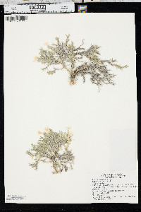 Phlox andicola image