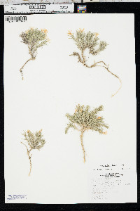 Phlox andicola image