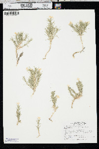 Phlox andicola image