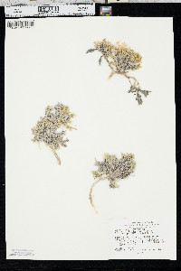 Phlox andicola image