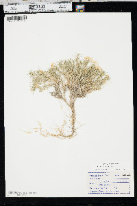 Phlox andicola image