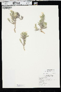 Phlox andicola image