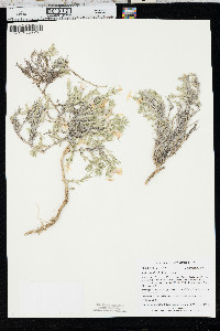 Phlox andicola image