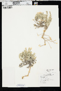 Phlox andicola image