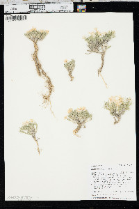 Phlox andicola image