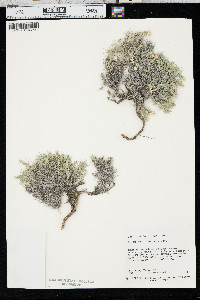 Phlox austromontana image