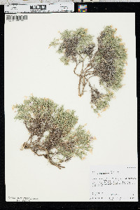 Phlox austromontana image